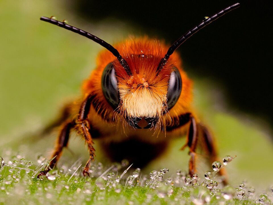 bičių ir bičių nuodai su gimdos kaklelio osteochondroze